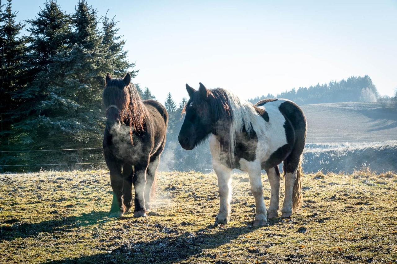 Forstgut - Premium Waldchalets Und Lodge Suiten Regen Esterno foto